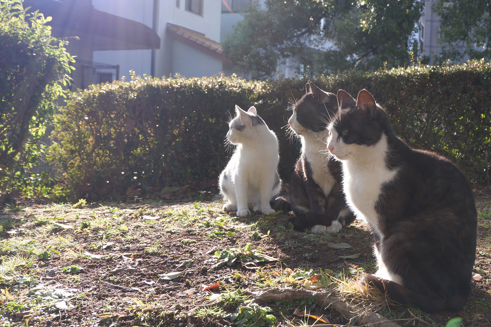 Fujifilm X-A3 sample photo. Sunbathing cats photography