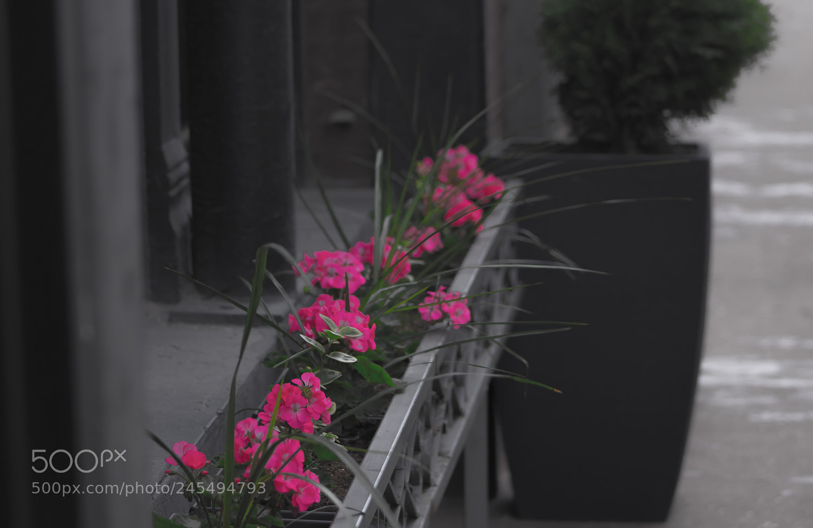 Canon EOS 550D (EOS Rebel T2i / EOS Kiss X4) sample photo. Just roaming the city photography