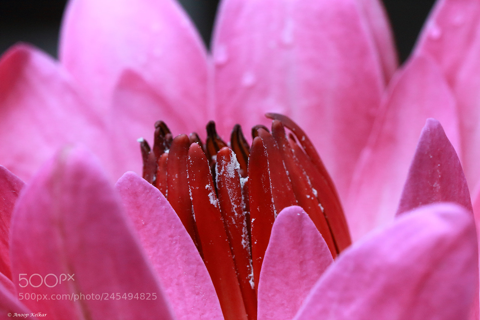 Canon EOS 700D (EOS Rebel T5i / EOS Kiss X7i) sample photo. Pink photography
