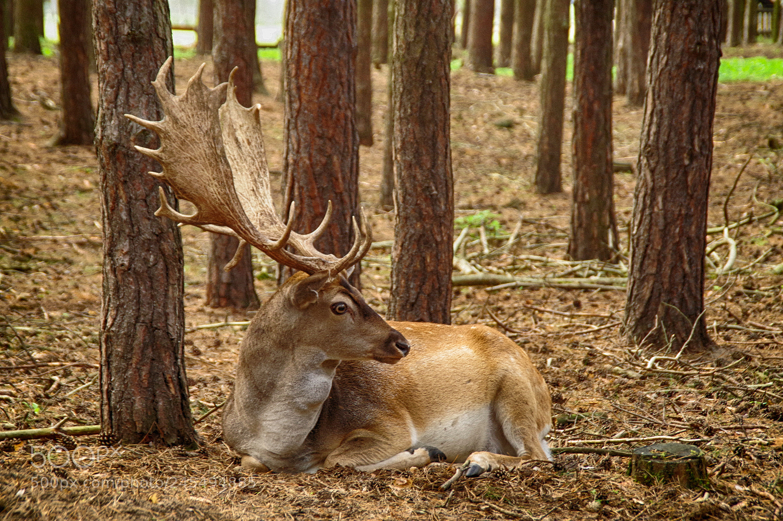 Pentax K-S2 sample photo. Deer photography