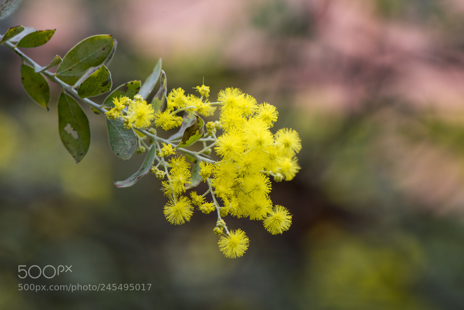 Nikon D810 sample photo. Untitled photography