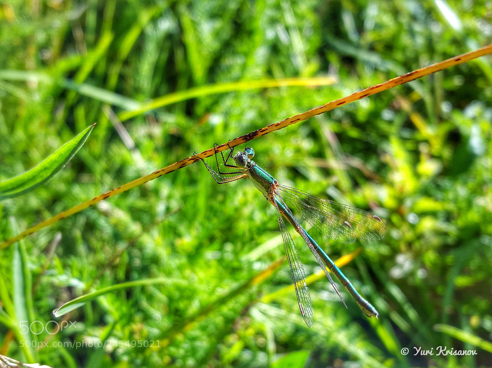 Samsung Galaxy Alpha sample photo. Lestes sponsa (female) photography
