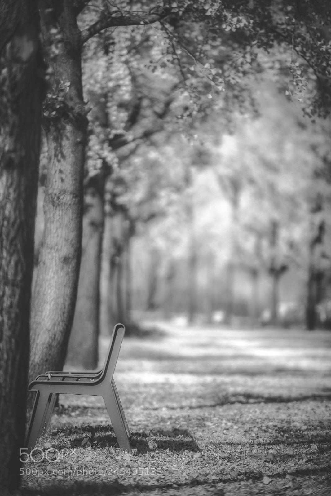 Nikon D810 sample photo. Lonely bench photography