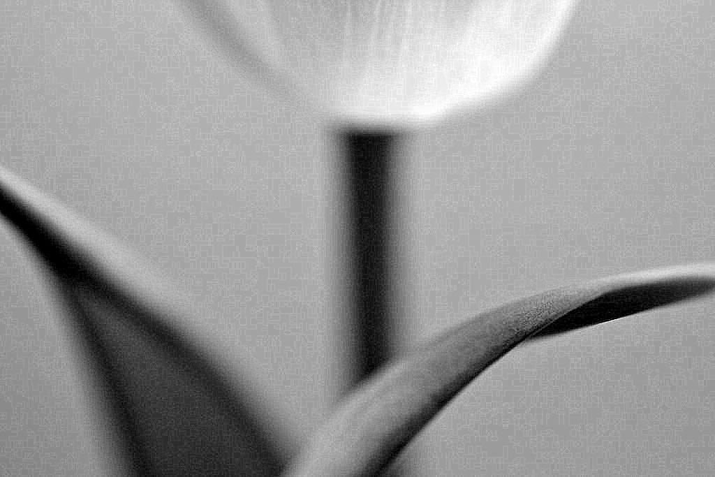 Nikon D3100 sample photo. Mono tulip ii photography