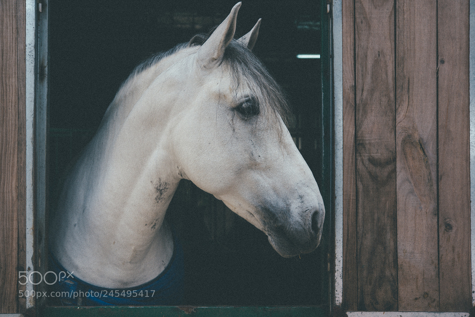 Nikon D810 sample photo. Pretty boy photography