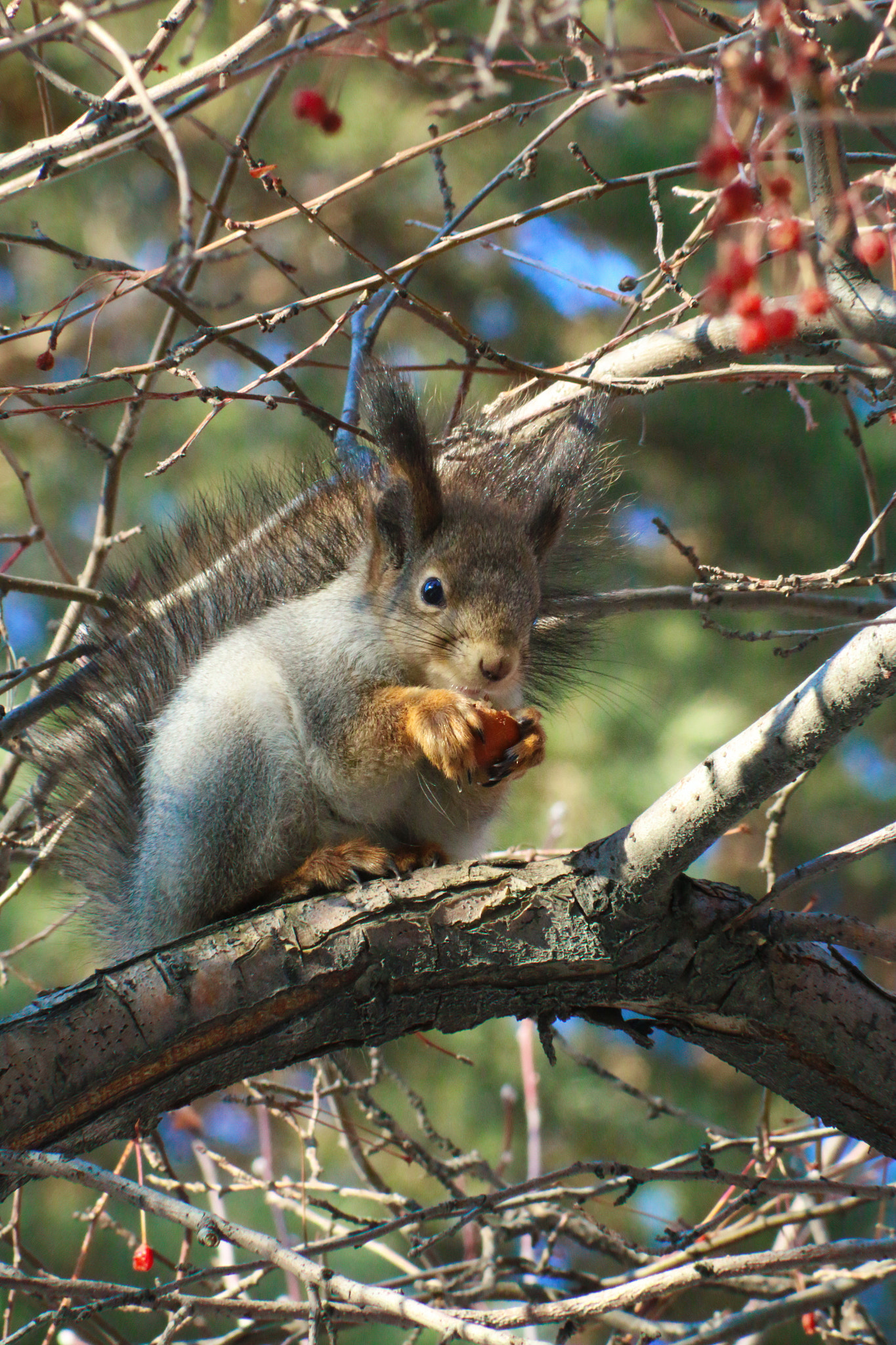 Canon EOS 70D + Canon EF 75-300mm f/4-5.6 USM sample photo. Squirrel photography