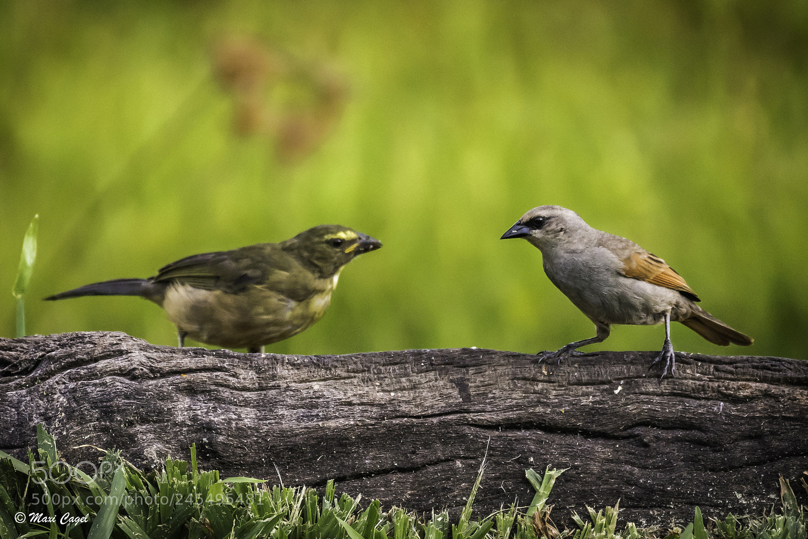 Nikon D500 sample photo. Two birds of gray photography