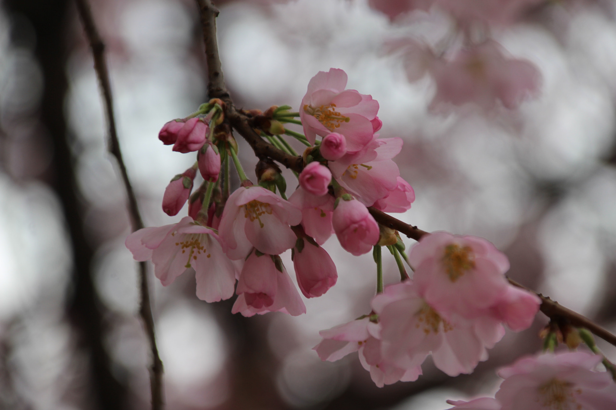 Canon TS-E 90mm F2.8 Tilt-Shift sample photo. Fioritura photography