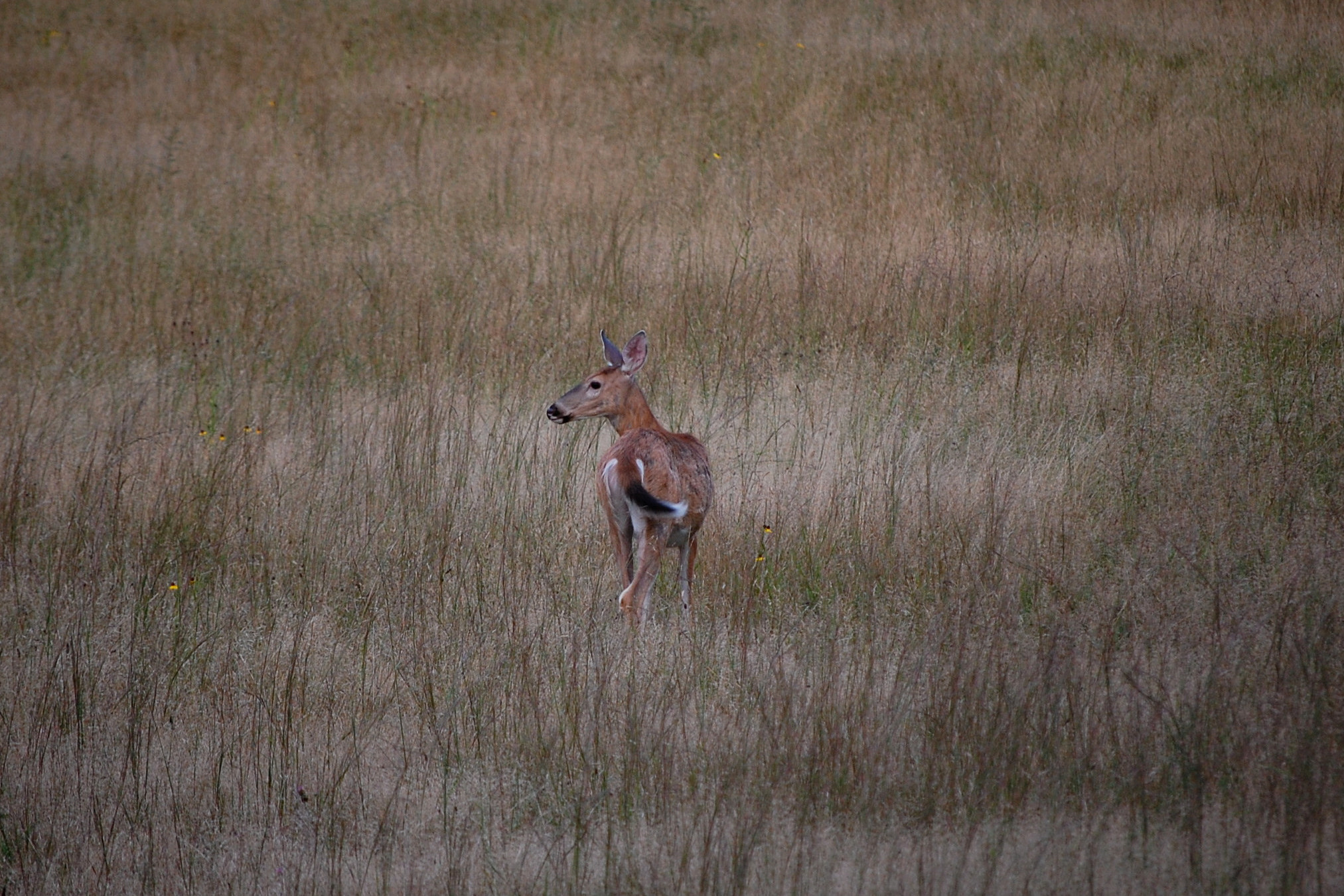 Nikon D40 sample photo. Deer at ward poudridge reservation ny. i was campi ... photography
