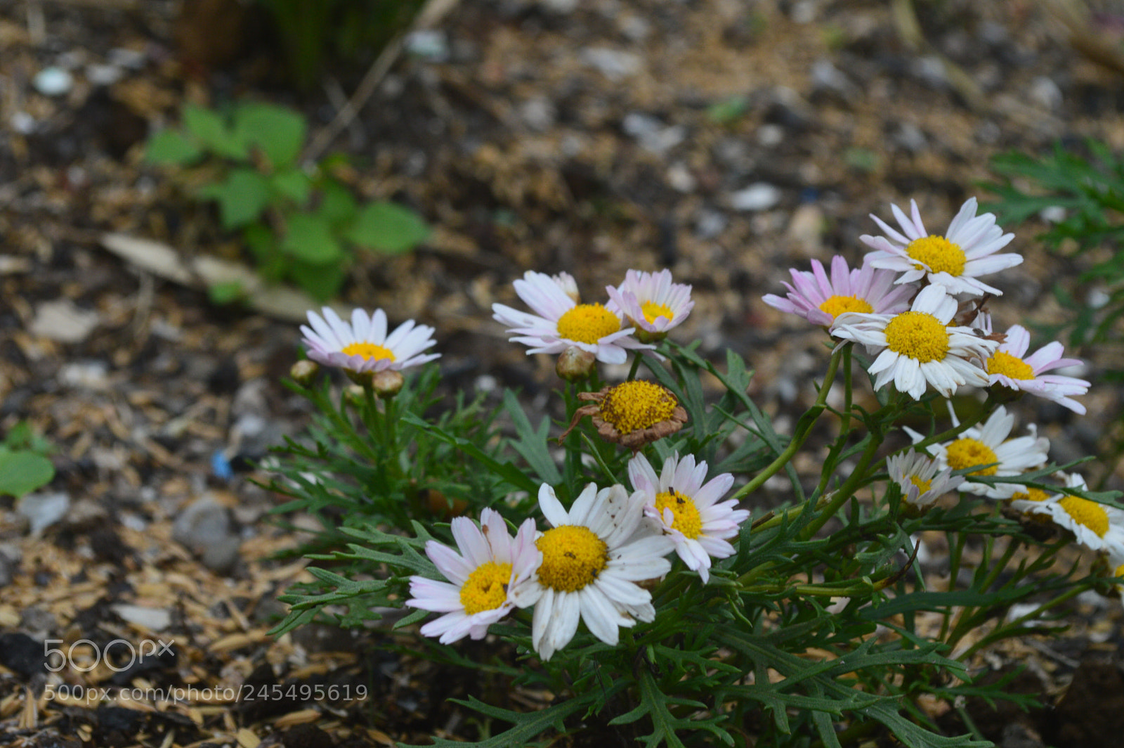 Nikon D3200 sample photo. Marguite daisy photography