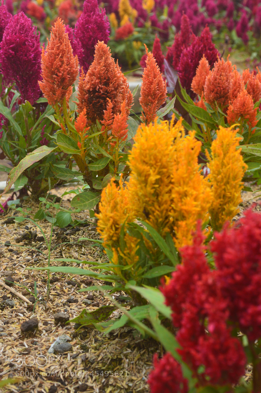 Nikon D3200 sample photo. Celosia photography