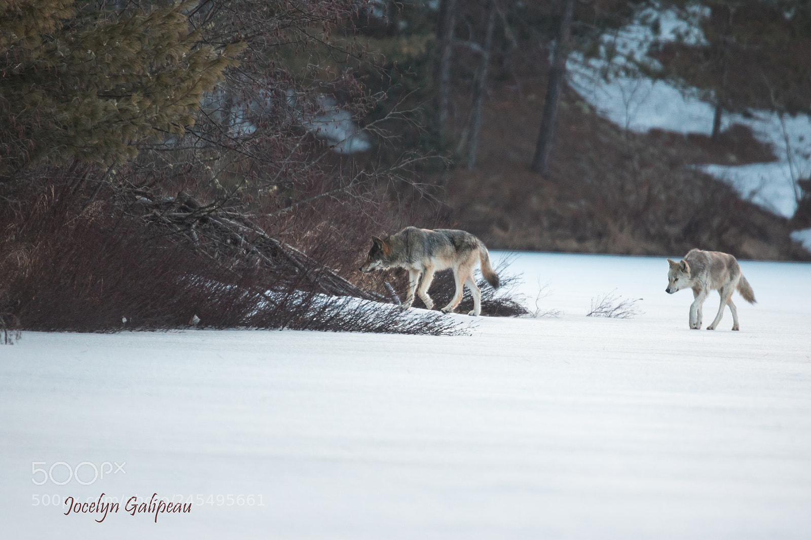 Canon EOS 7D Mark II sample photo. Wild wolves photography