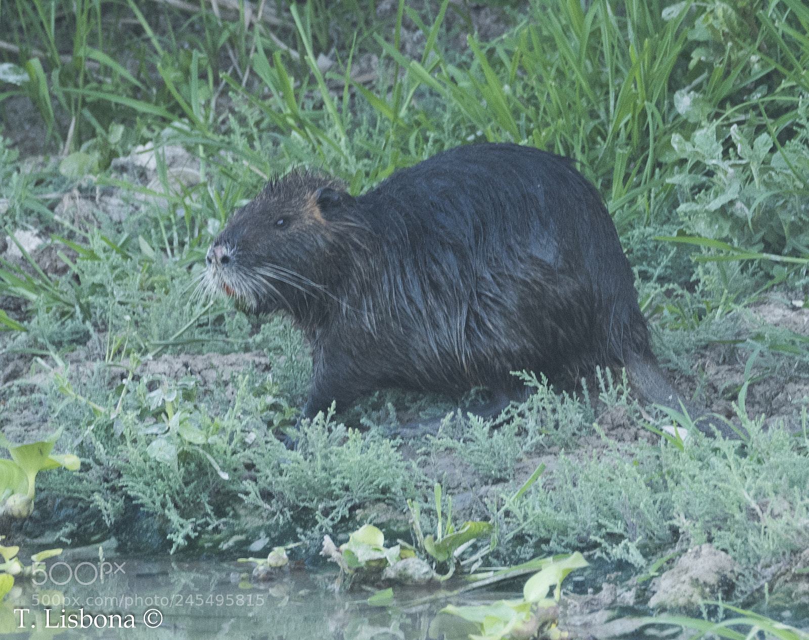 Nikon D810 sample photo. Nutria photography
