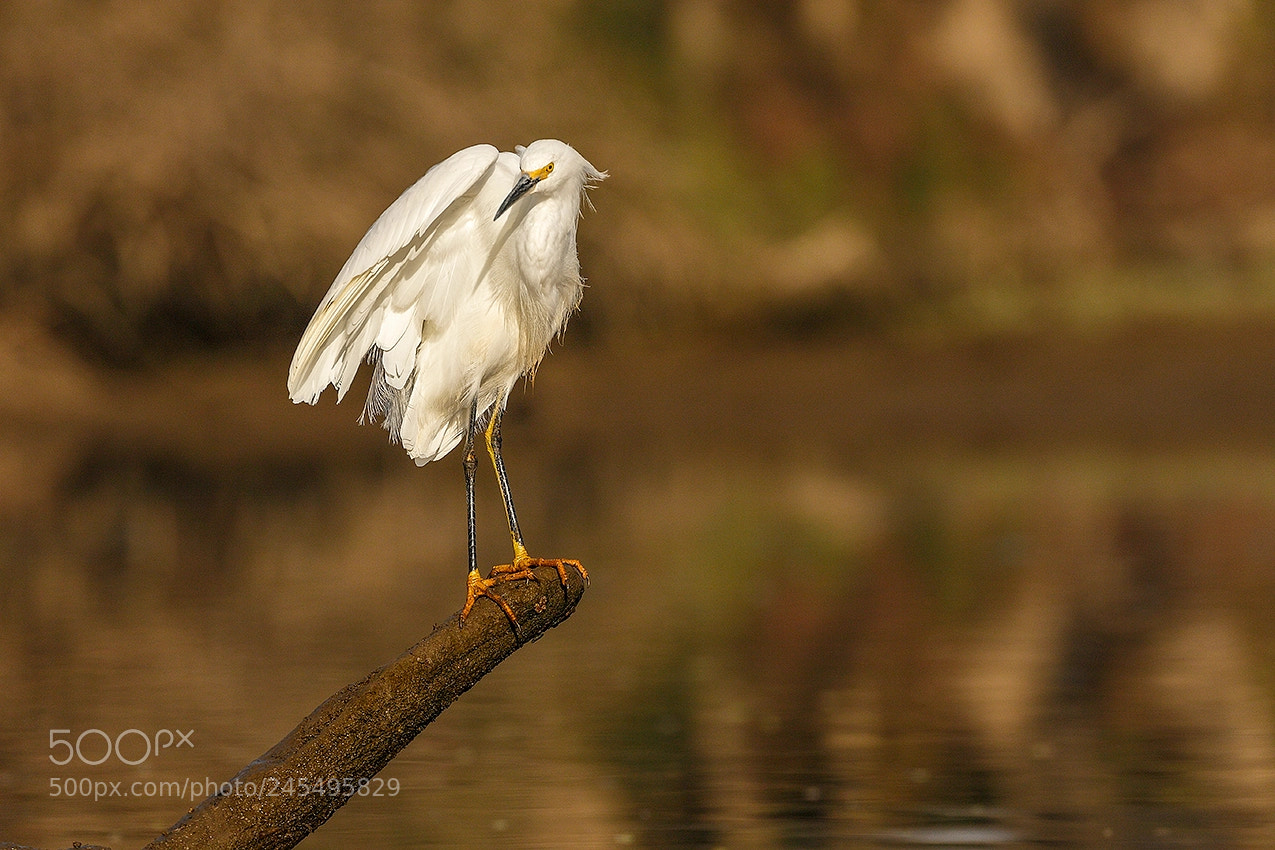 Canon EOS 7D Mark II sample photo. Snowy egret photography