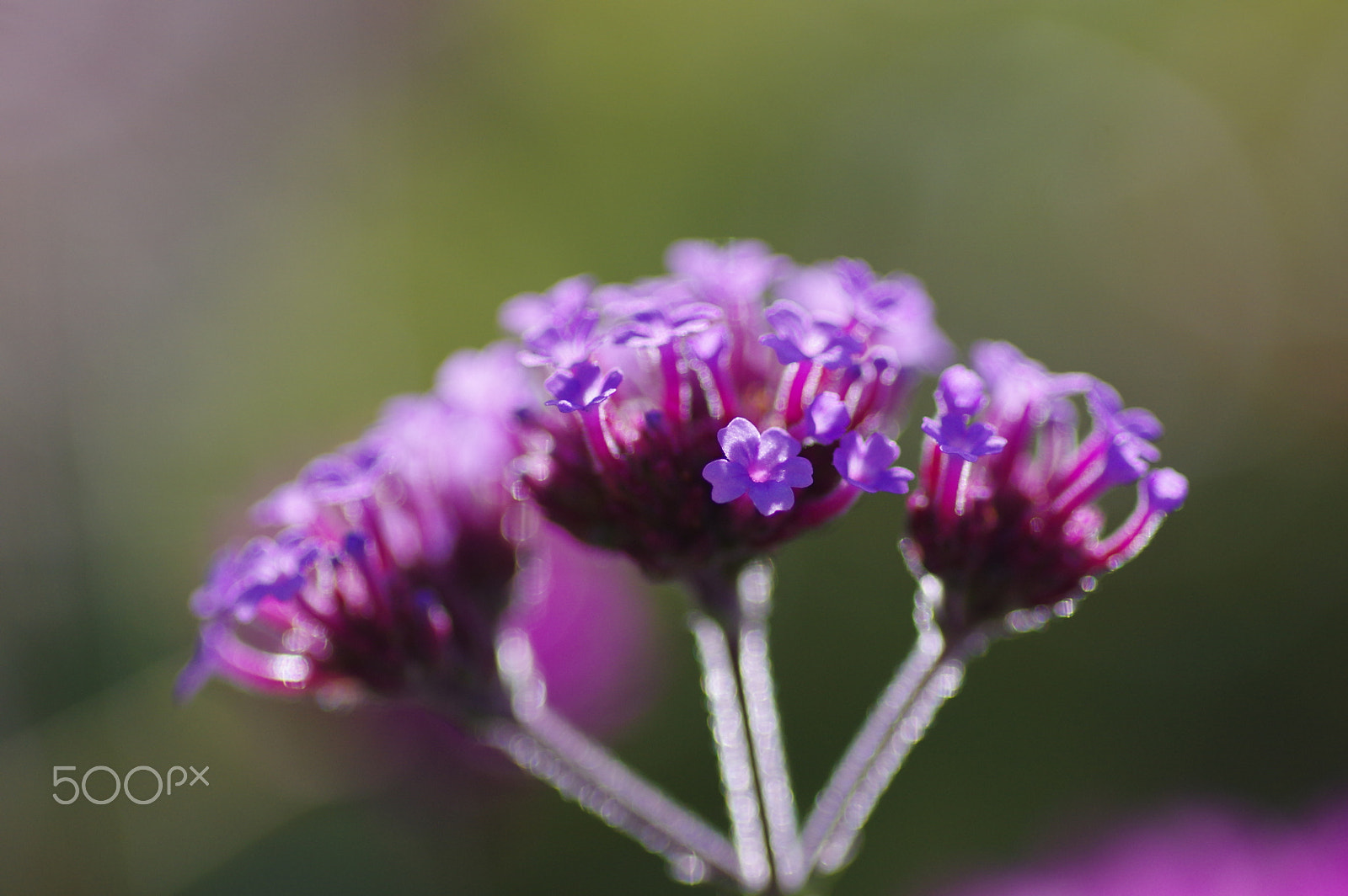 Pentax K-3 II sample photo. Verbena photography