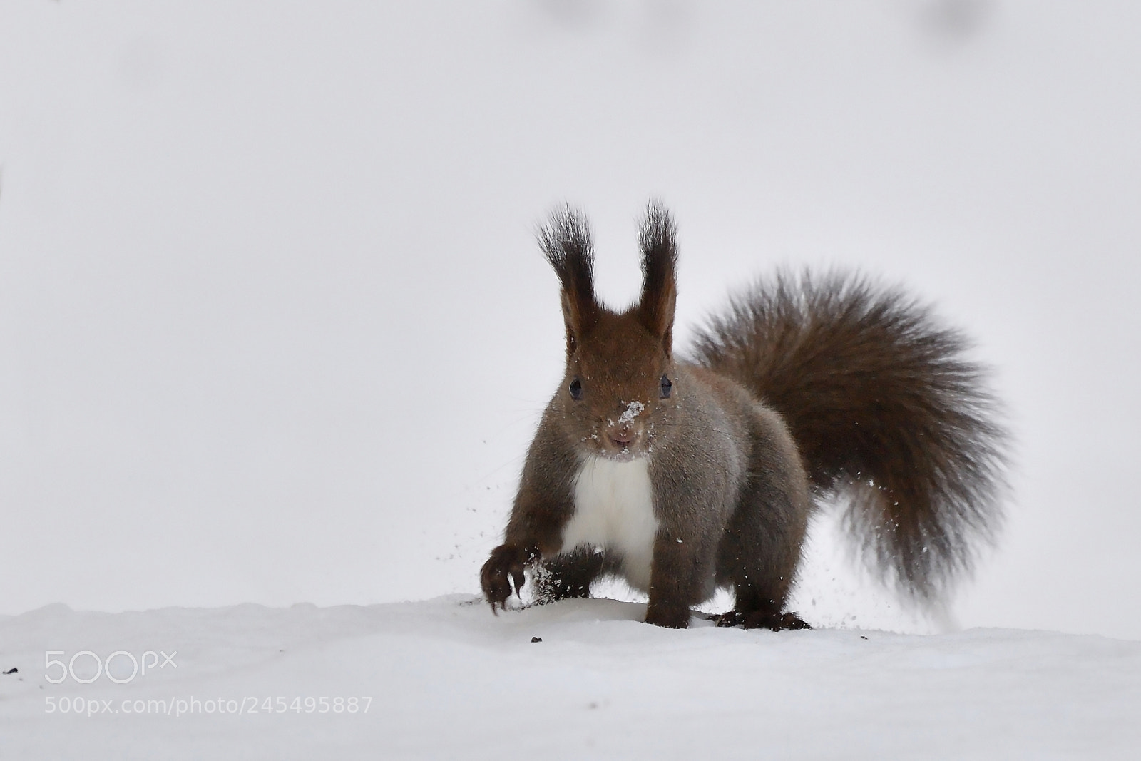 Nikon D5 sample photo. Hokkaido squirrel photography