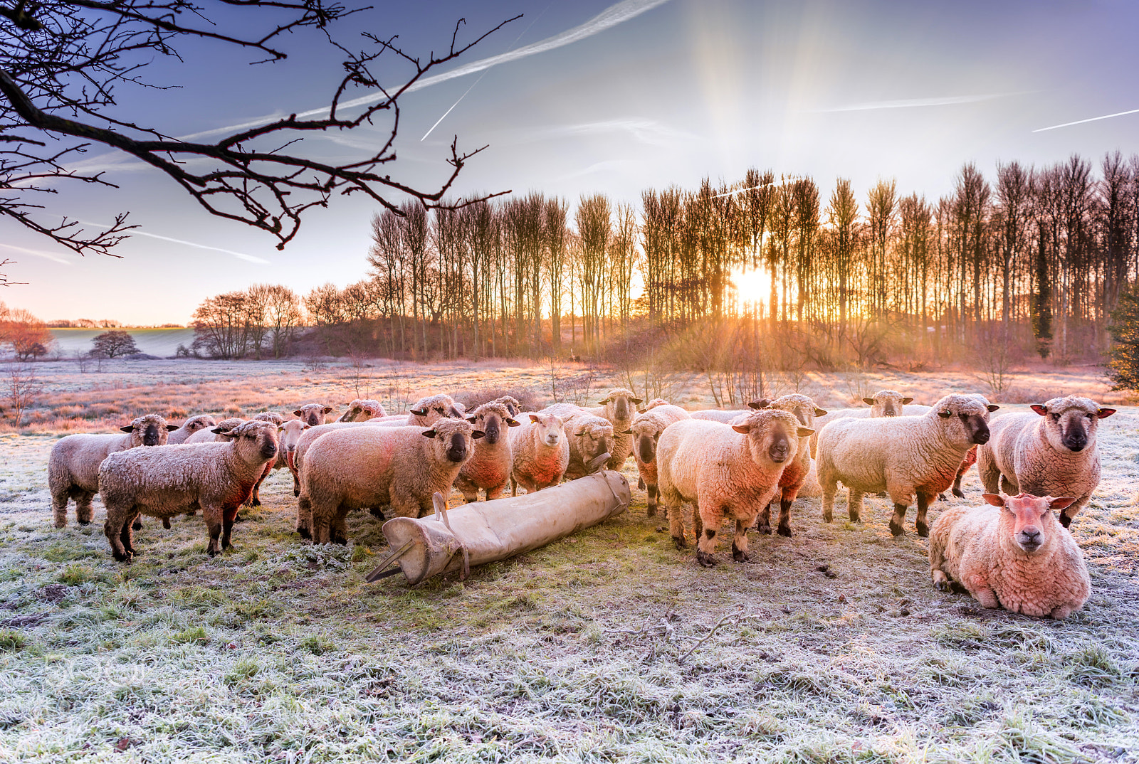 Nikon D810 sample photo. Sheep photography