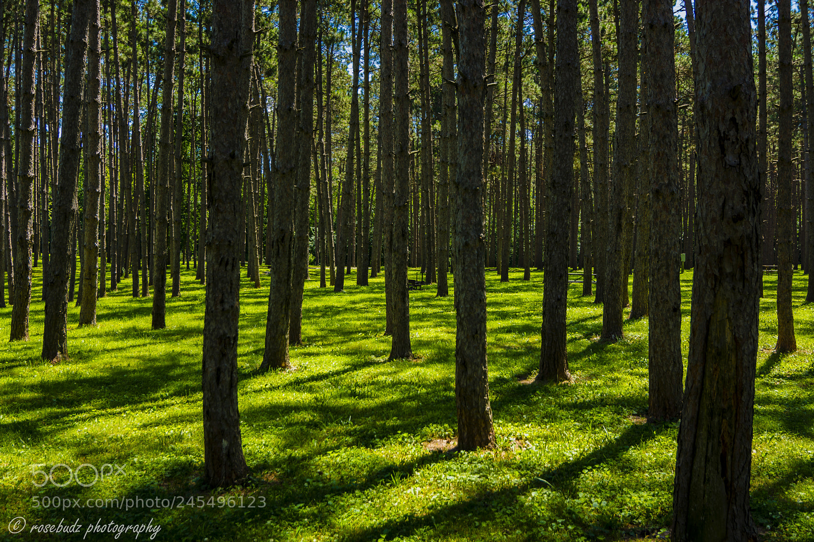 Nikon D7100 sample photo. Green photography