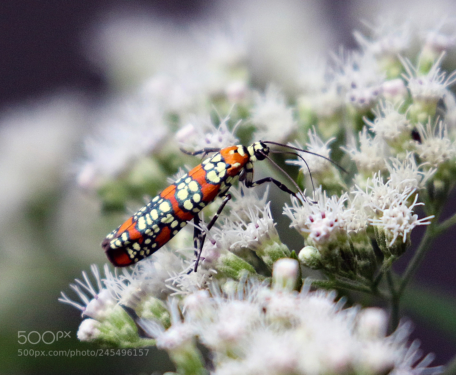 Canon EOS 7D Mark II sample photo. Bug me! photography