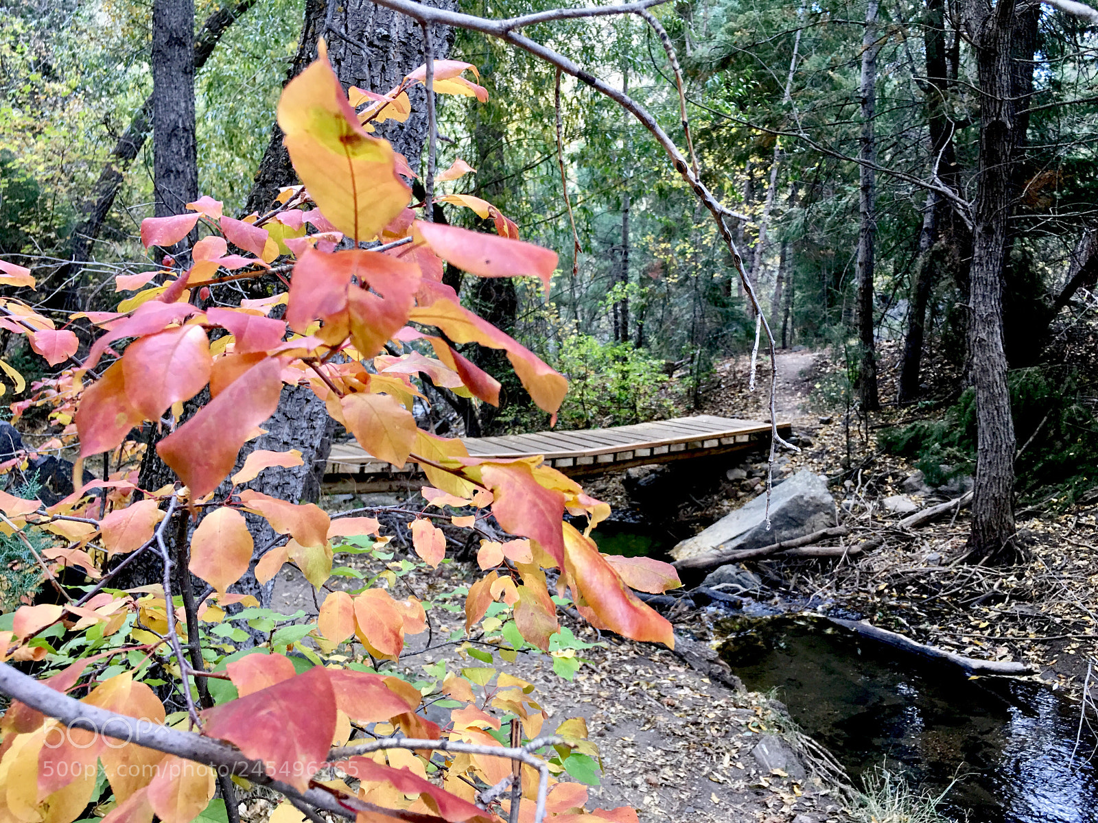 Apple iPhone 6s Plus sample photo. Fall memories photography