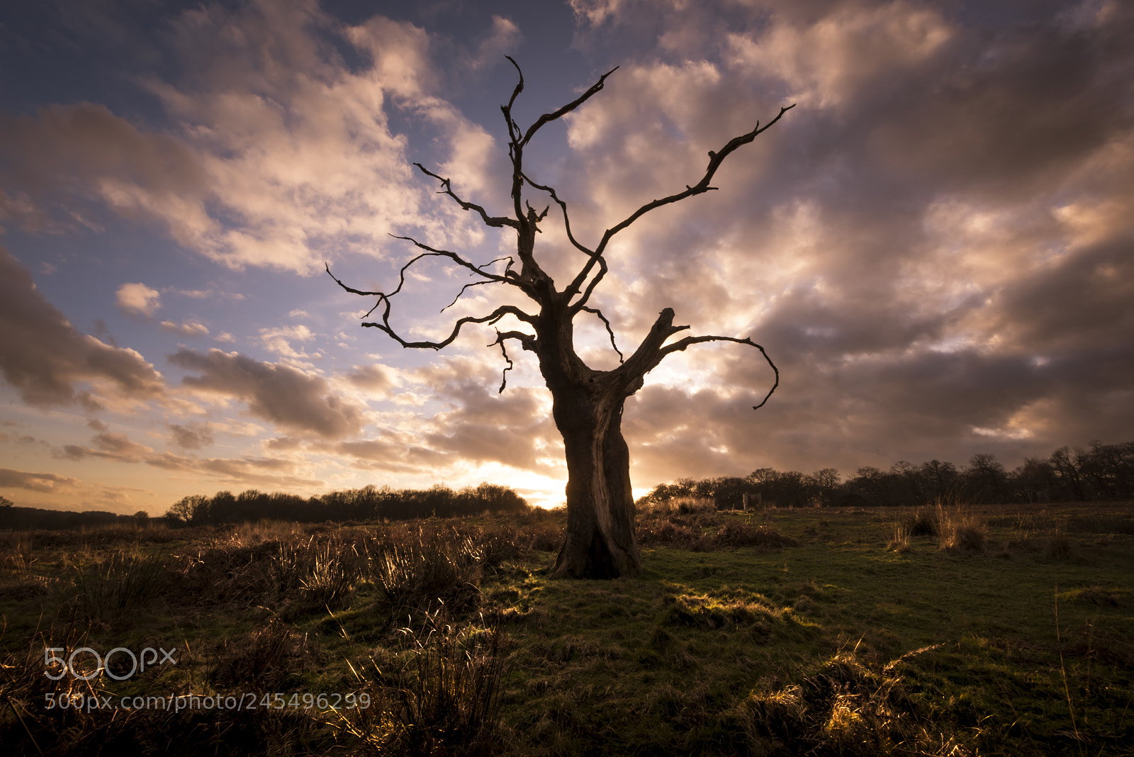 Nikon D810 sample photo. The tree photography