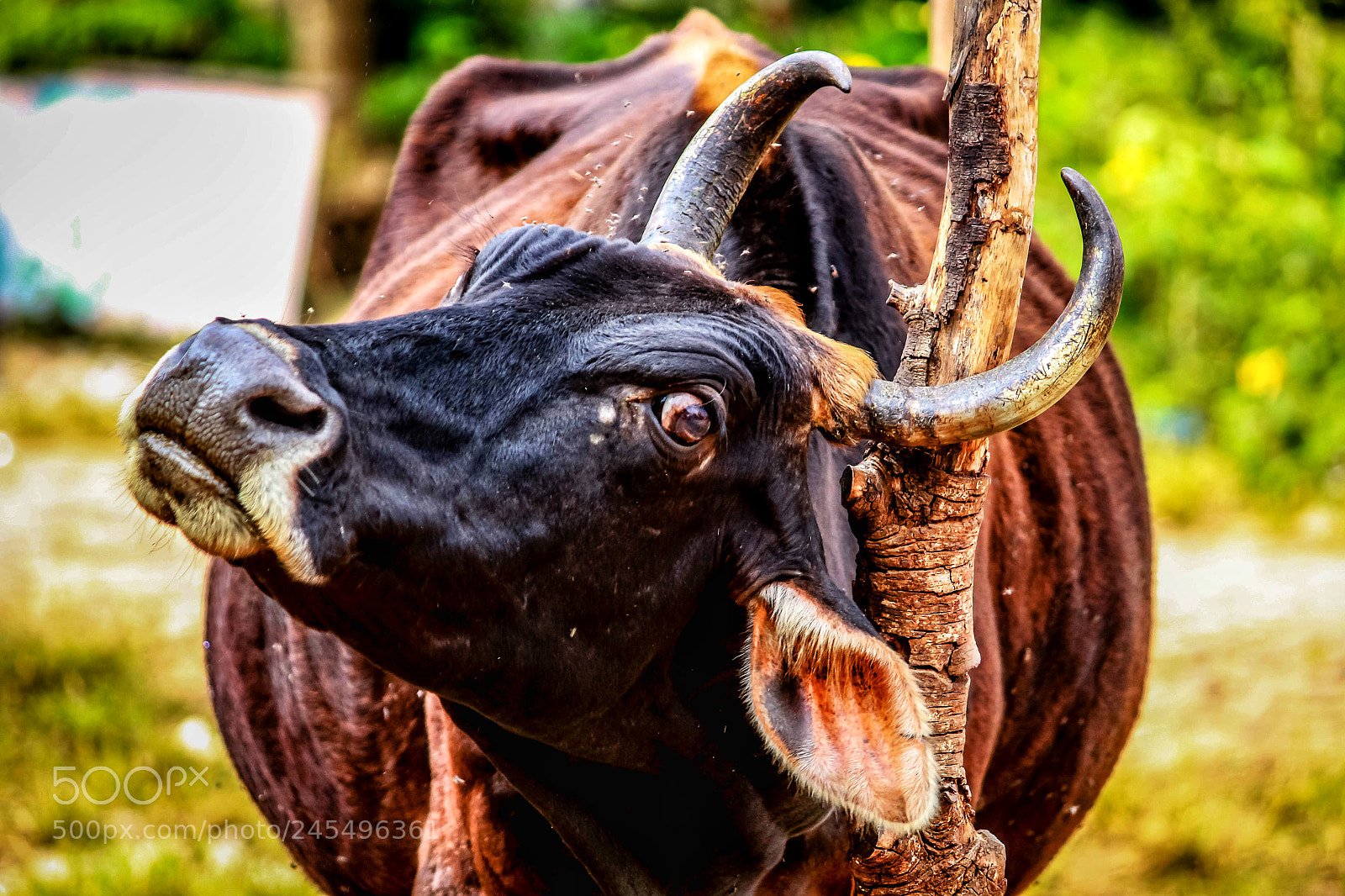 Canon EOS 700D (EOS Rebel T5i / EOS Kiss X7i) sample photo. Cow photography