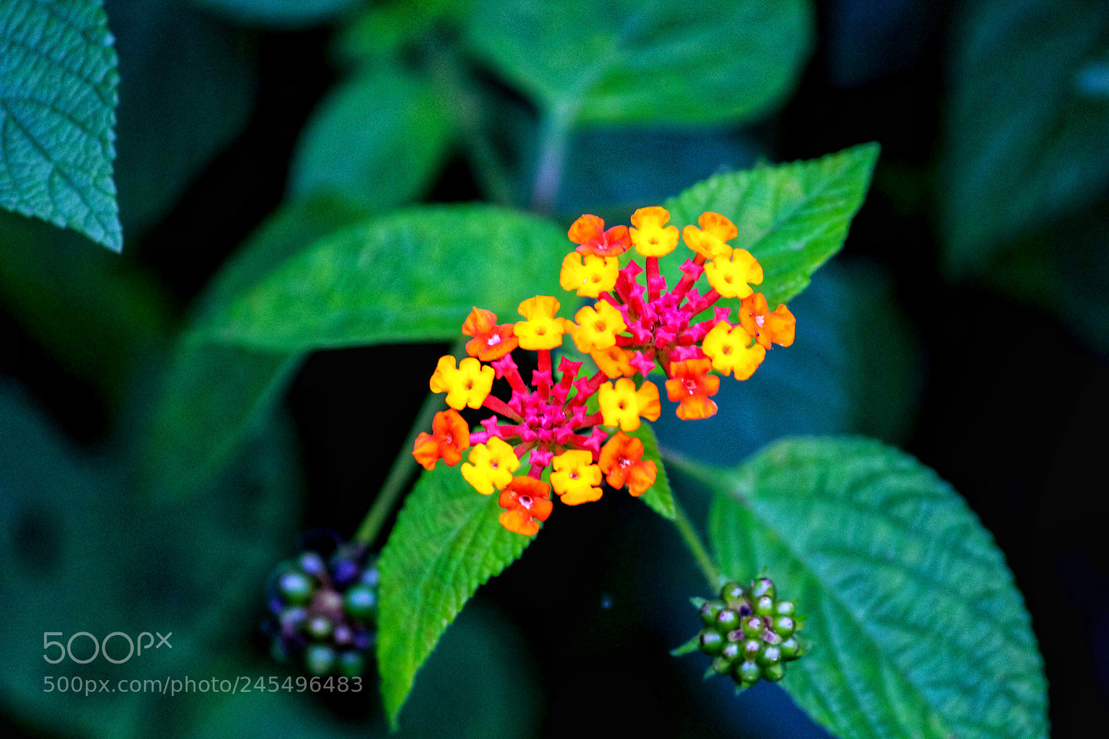Canon EOS 700D (EOS Rebel T5i / EOS Kiss X7i) sample photo. Colorful photography