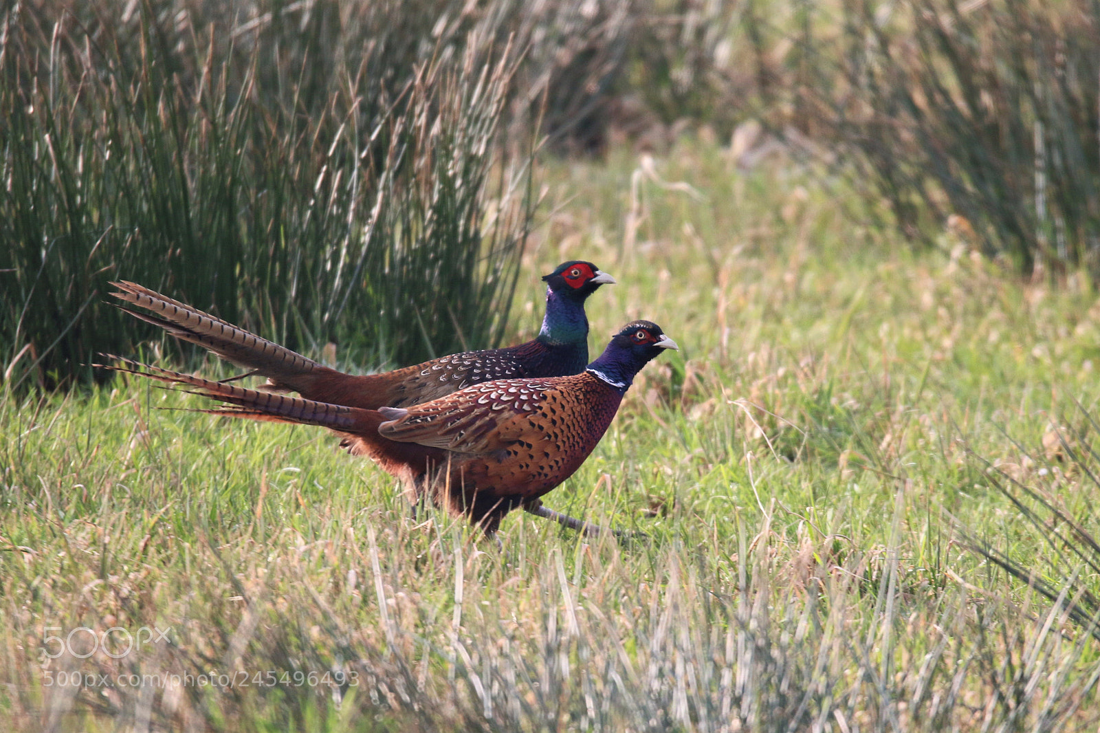 Canon EOS 7D Mark II sample photo. Pheasants on a cold photography