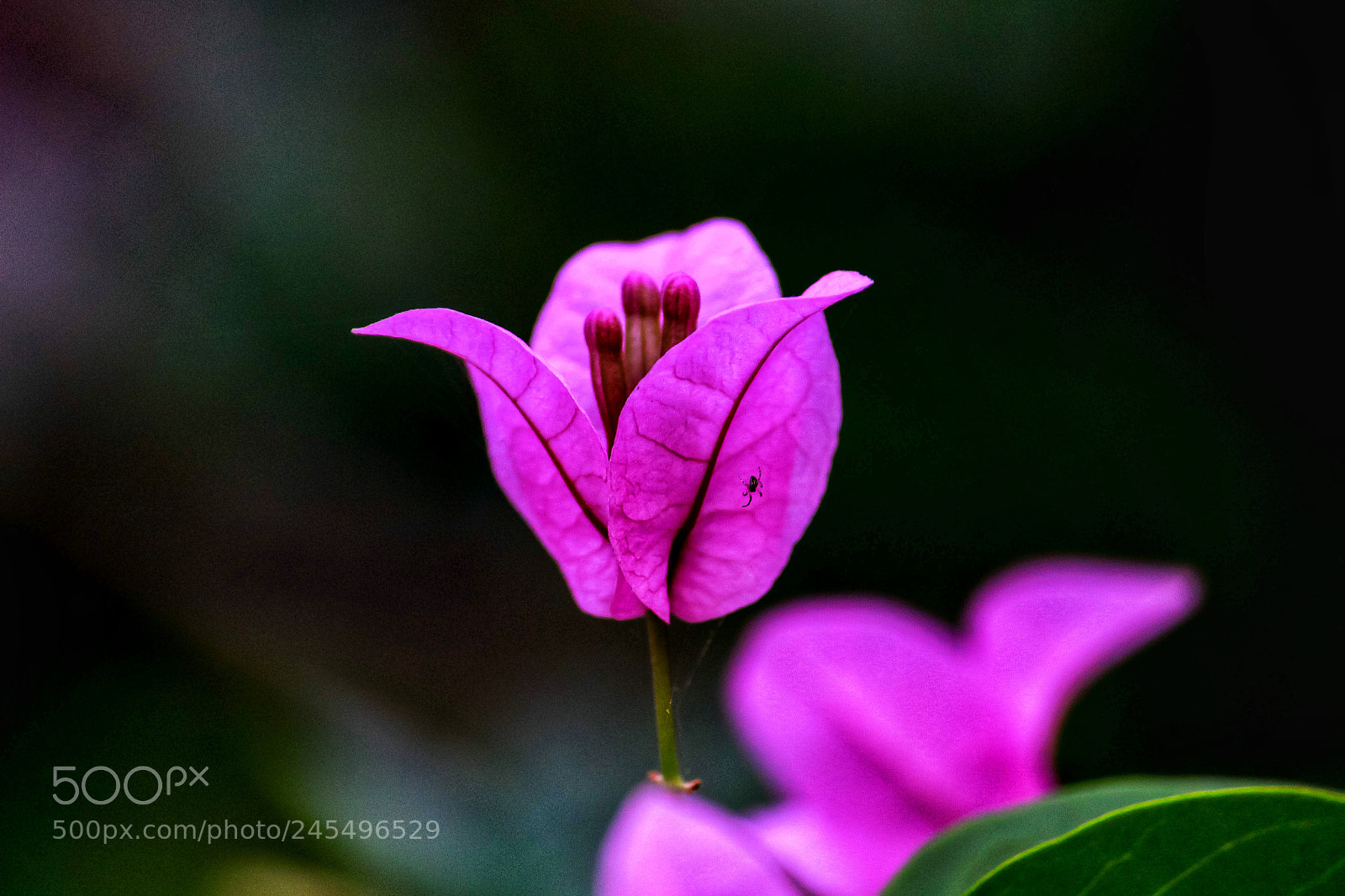 Canon EOS 700D (EOS Rebel T5i / EOS Kiss X7i) sample photo. Flower photography