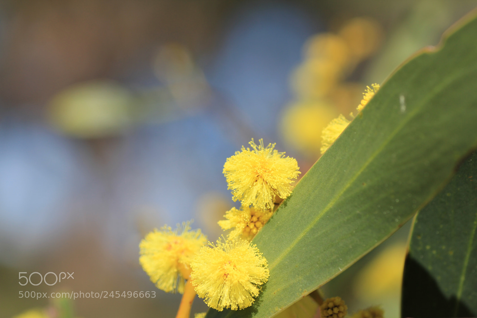 Canon EOS 550D (EOS Rebel T2i / EOS Kiss X4) sample photo. Golden wattle blossom photography