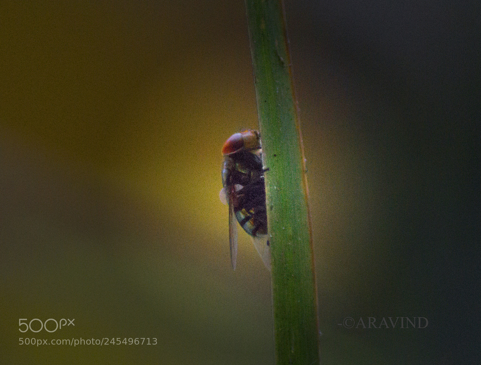 Sony SLT-A58 sample photo. Insect photography
