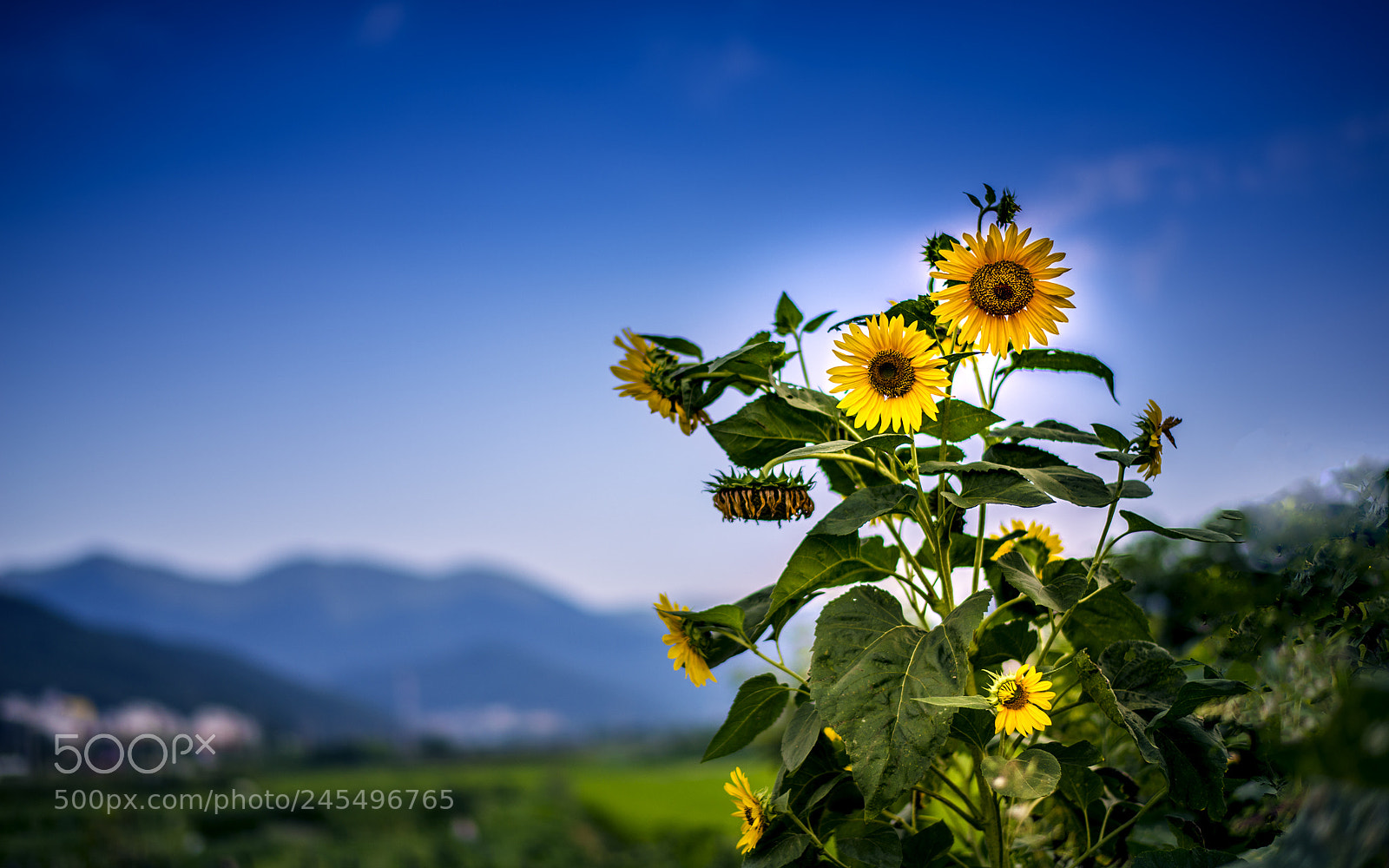 Nikon D610 sample photo. Untitled photography