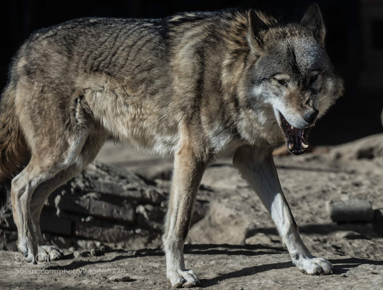 Sony a7 II sample photo. Ferocious photography