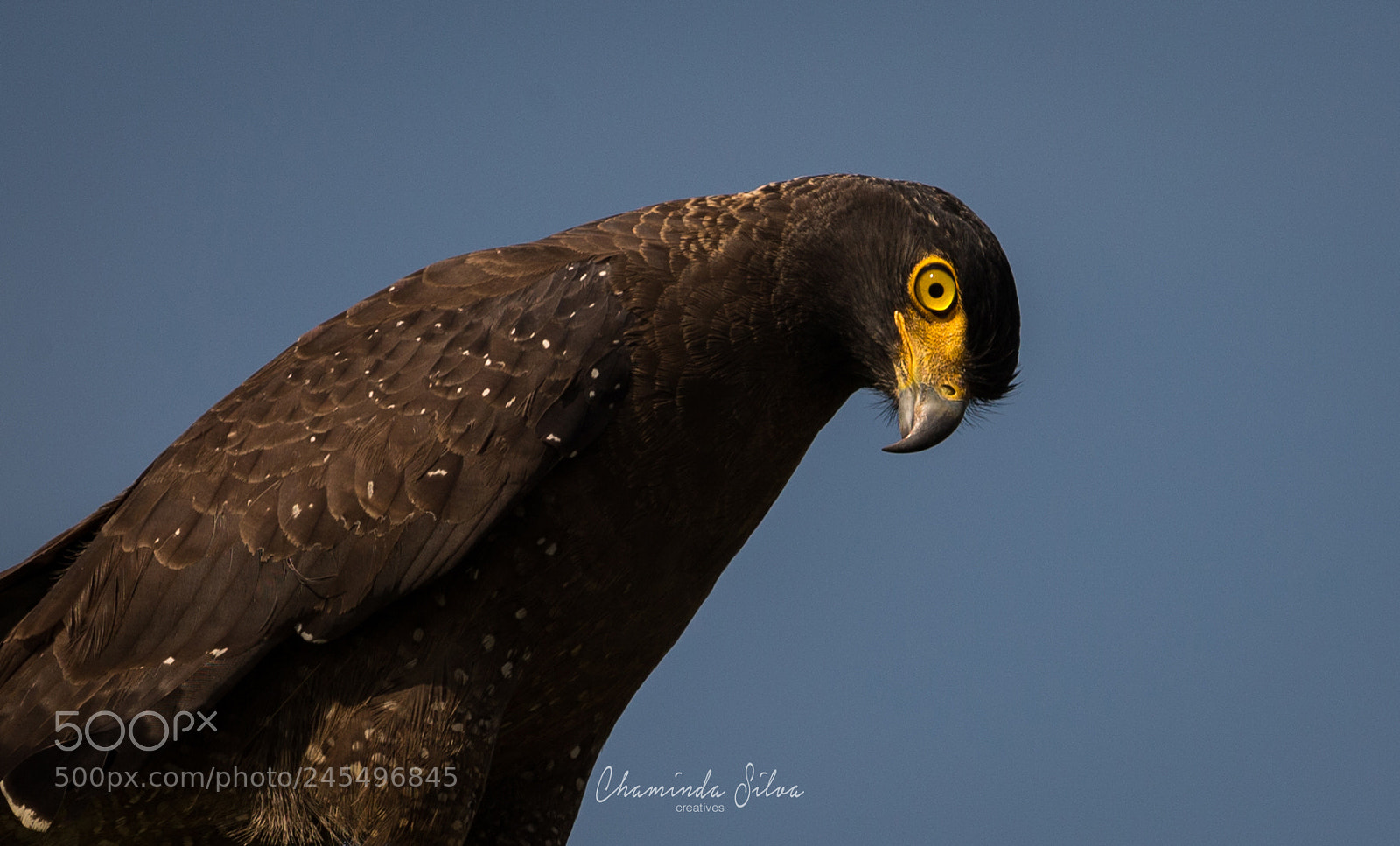 Canon EOS-1D X sample photo. Crested serpent eagle / සර්ප රාජාලියා photography