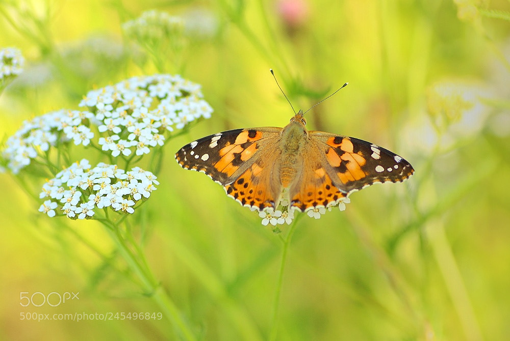 Canon EOS 700D (EOS Rebel T5i / EOS Kiss X7i) sample photo. Auf der sommerwiese photography