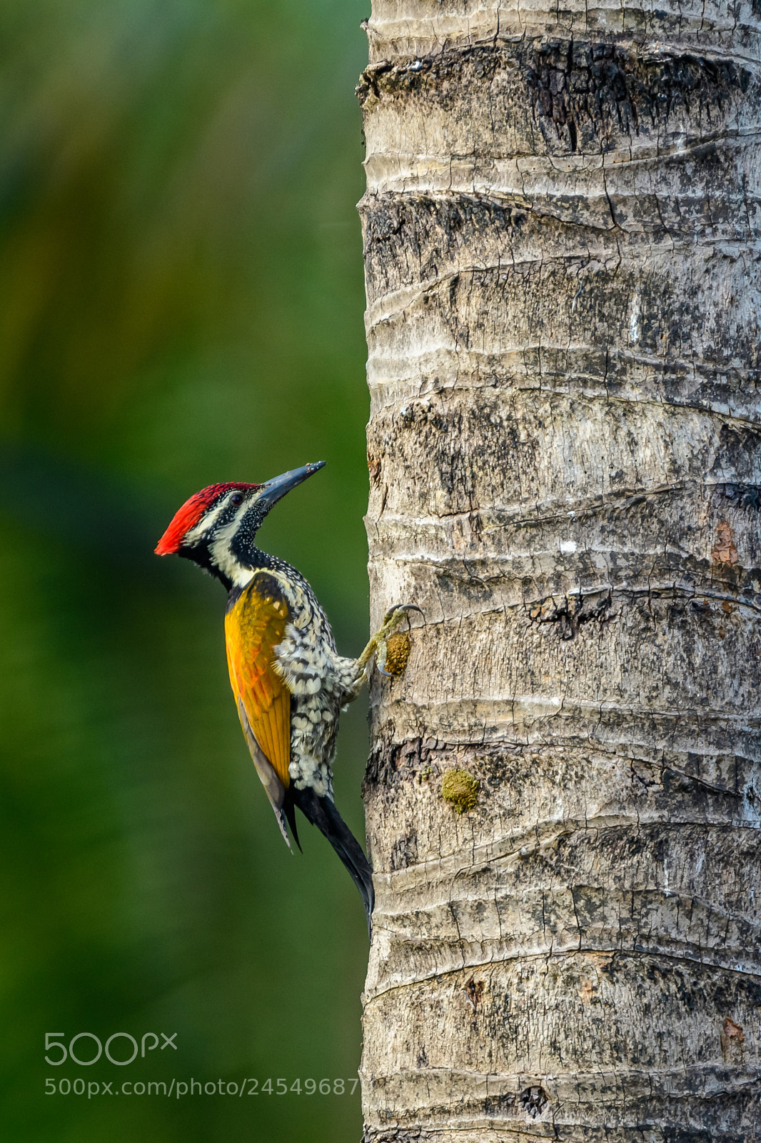 Nikon D500 sample photo. Black-rumped flameback photography
