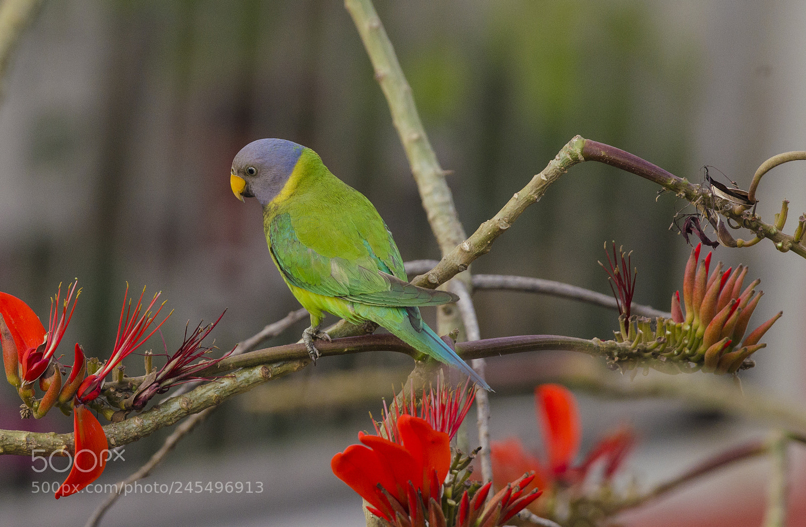 Nikon D5100 sample photo. Plum headed parakeet photography