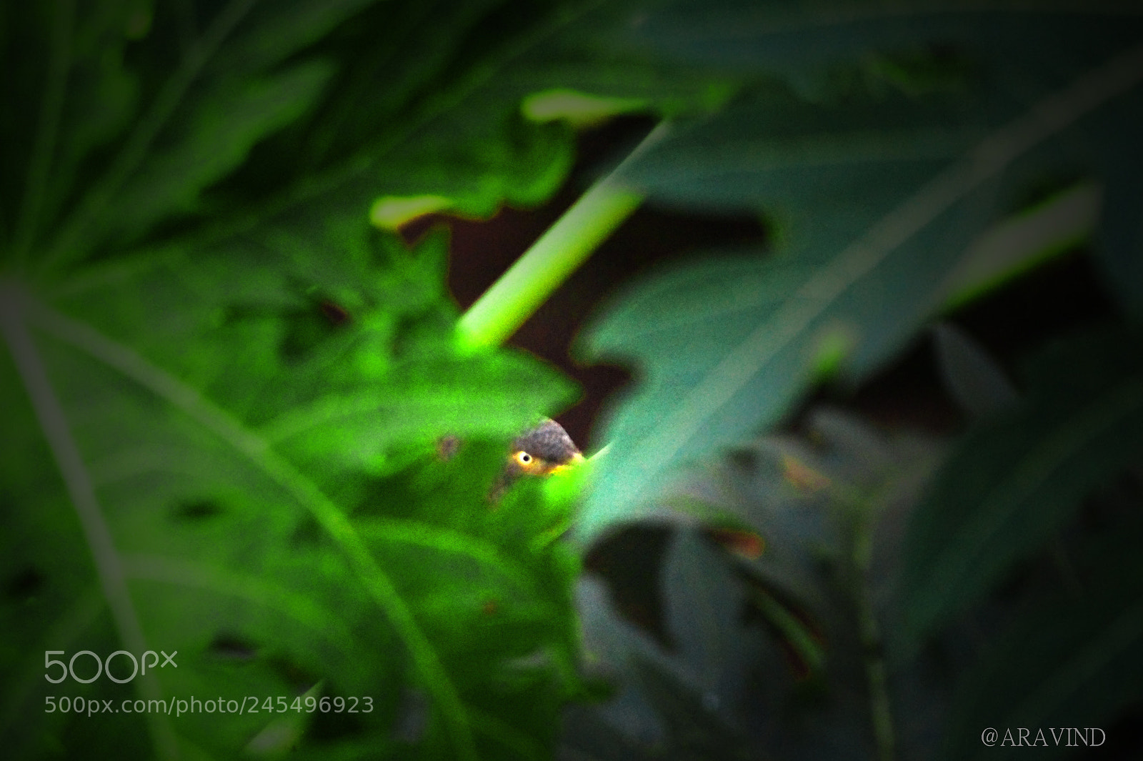 Sony SLT-A58 sample photo. Hiding sparrow photography
