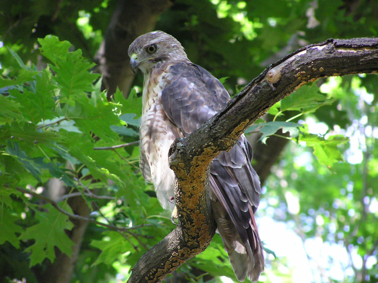 Olympus C750UZ sample photo. Red a red tailed hawk who followed me while campin ... photography