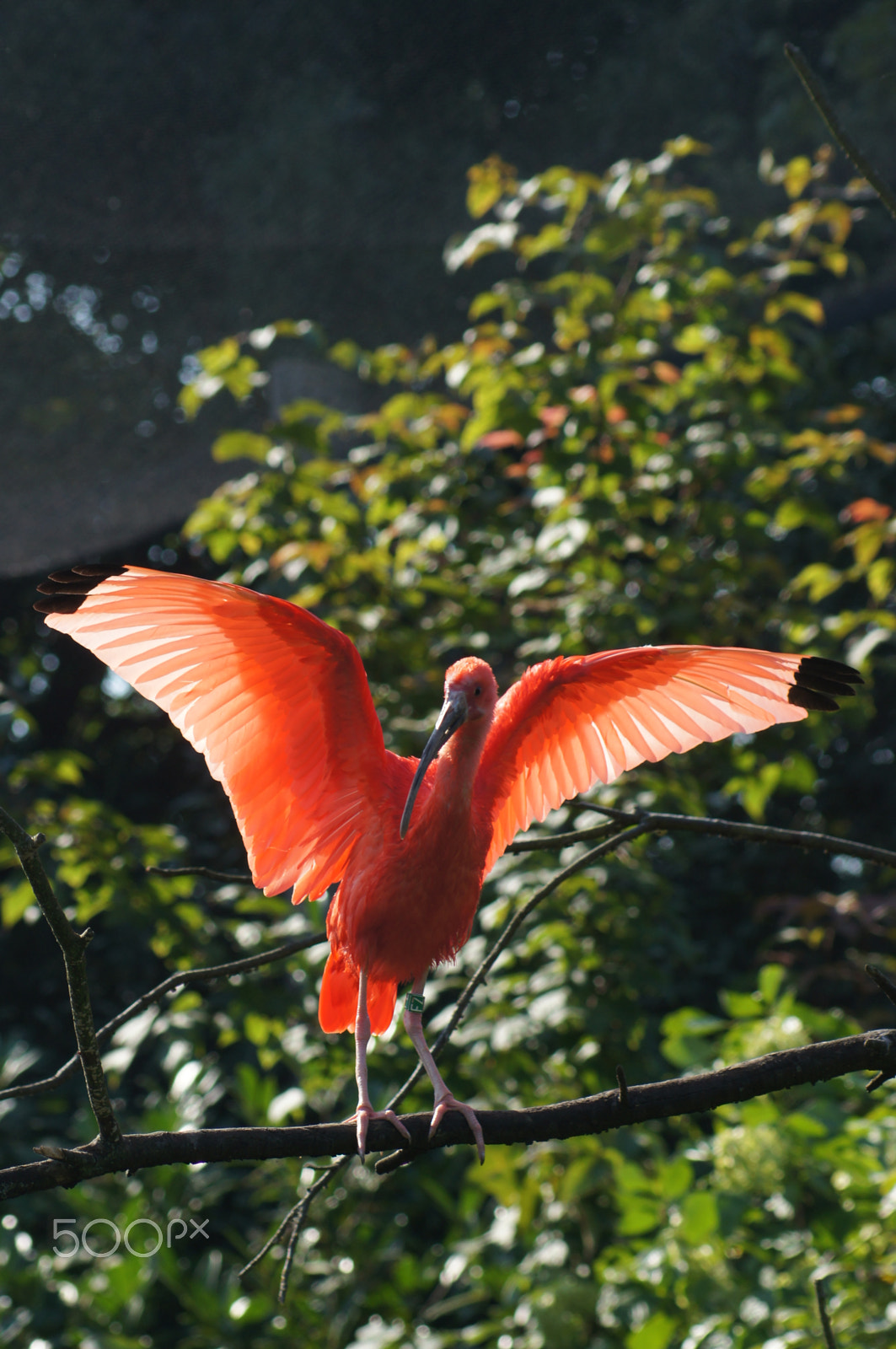 Sony SLT-A55 (SLT-A55V) sample photo. Red ibis photography