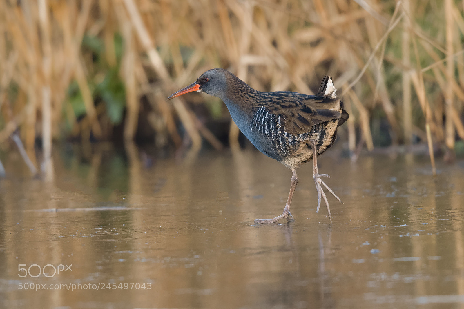 Nikon D500 sample photo. Water rail photography