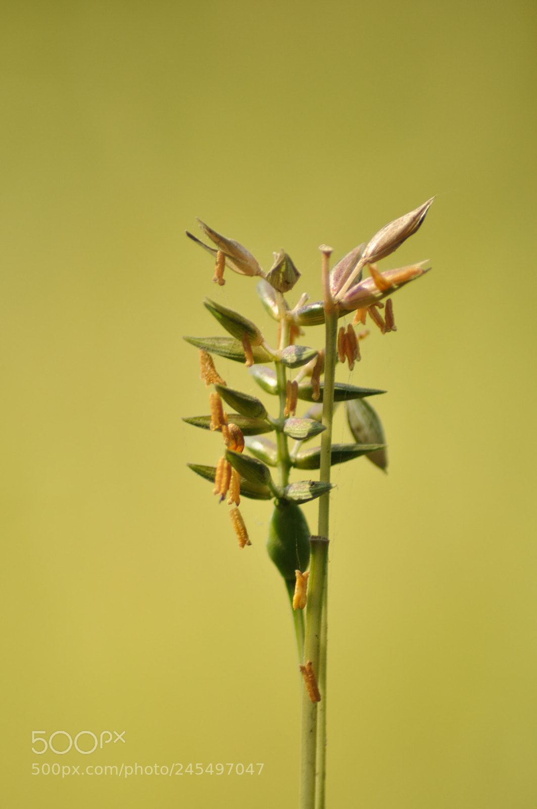 Nikon D90 sample photo. Crop photography