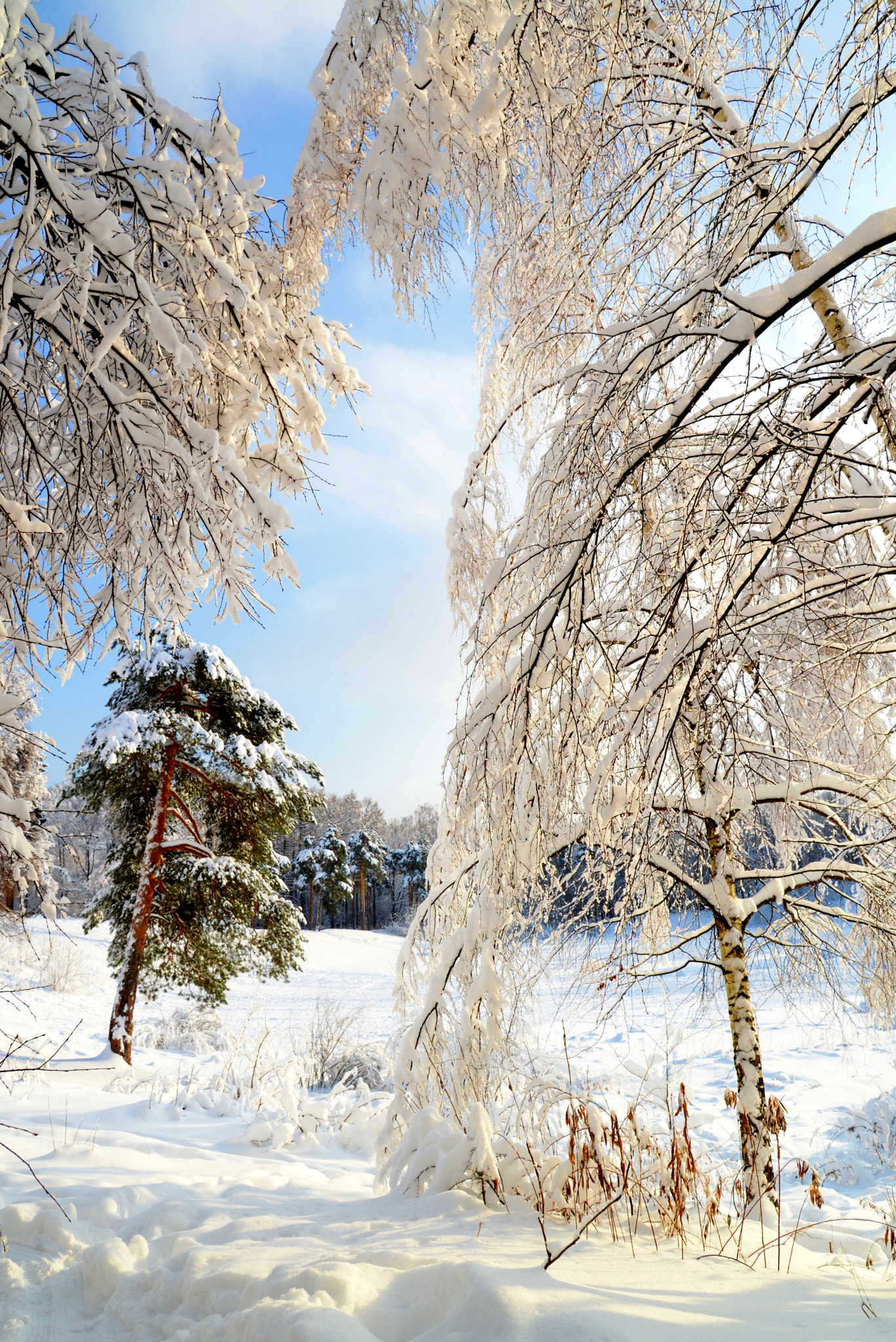 Nikon D610 sample photo. Russian winter/izmaylovo park - 3 photography