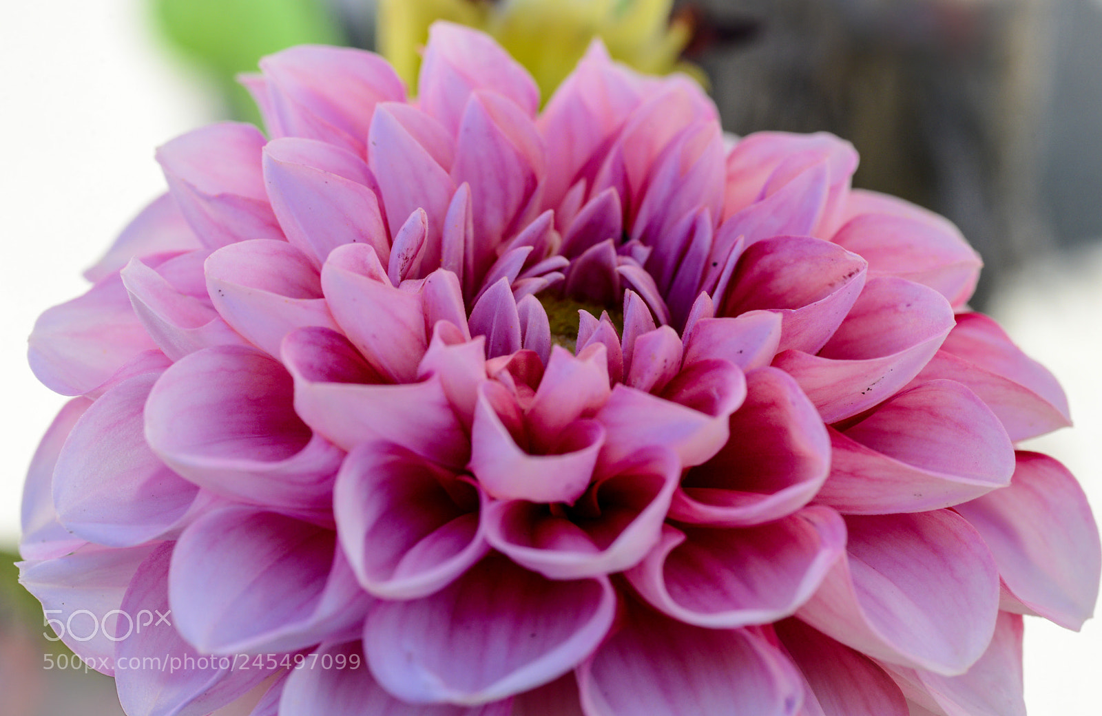 Nikon D600 sample photo. Lots of petals photography