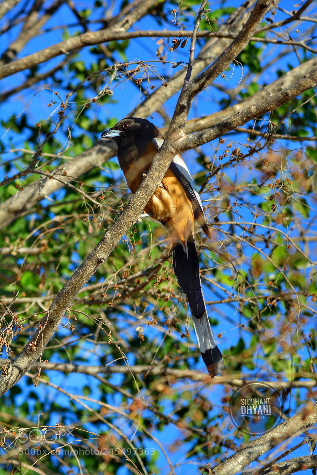 Nikon D5200 sample photo. Rufous indian treepie dendrocitta photography