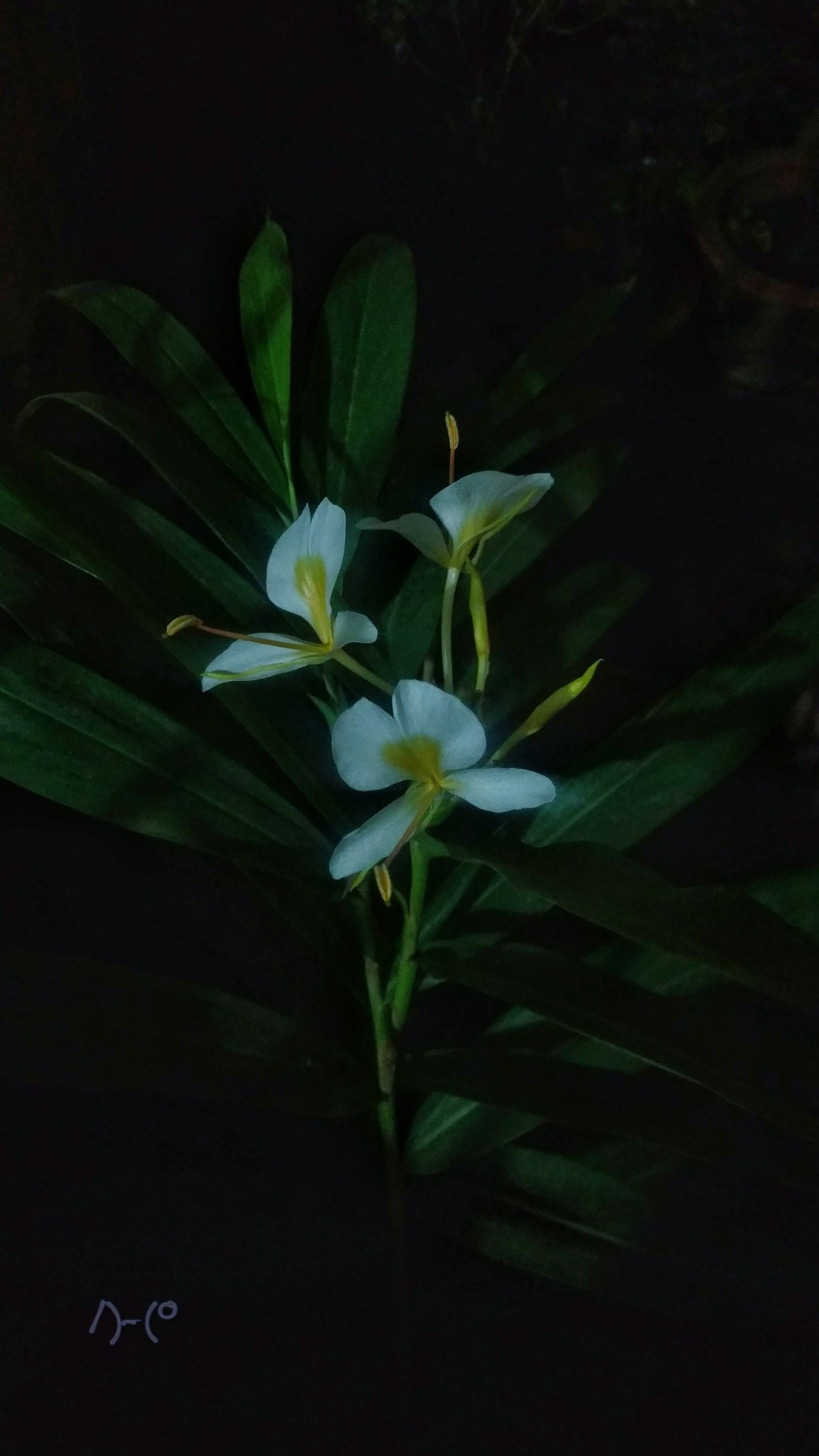 Motorola Moto X Style sample photo. Butterfly ginger lily flower photography
