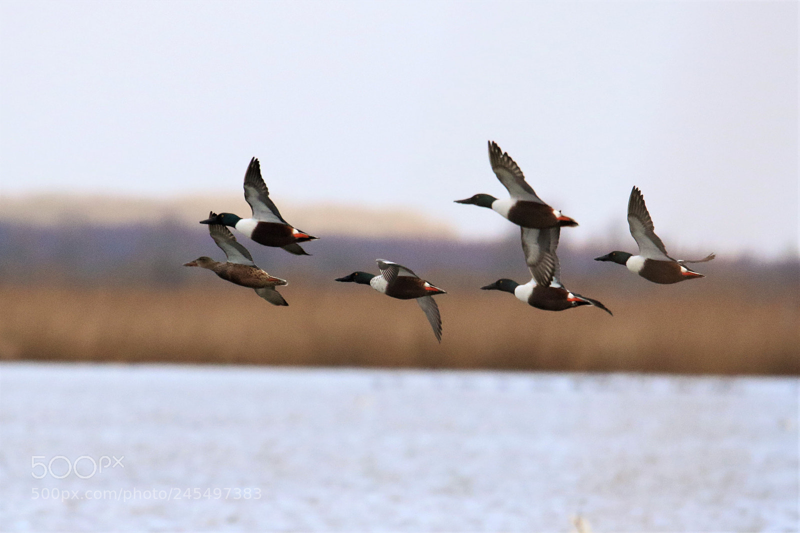 Canon EOS 7D Mark II sample photo. Slobeenden in hot pursuit photography