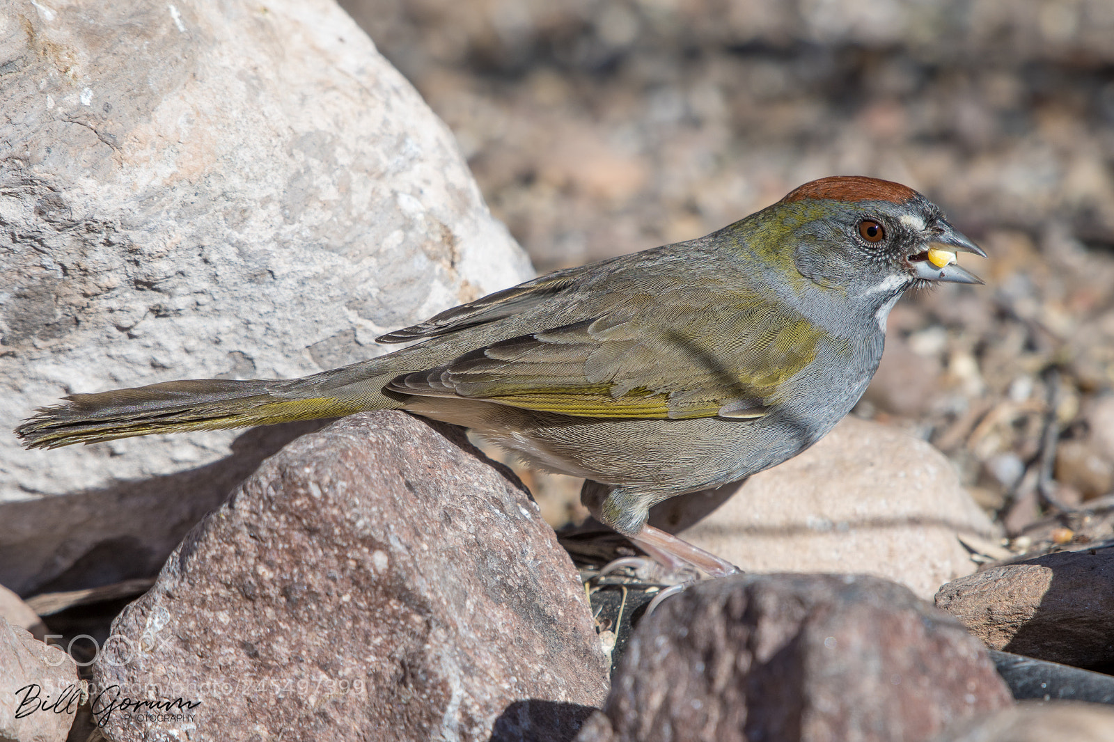 Nikon D500 sample photo. Green-tailed towhee photography