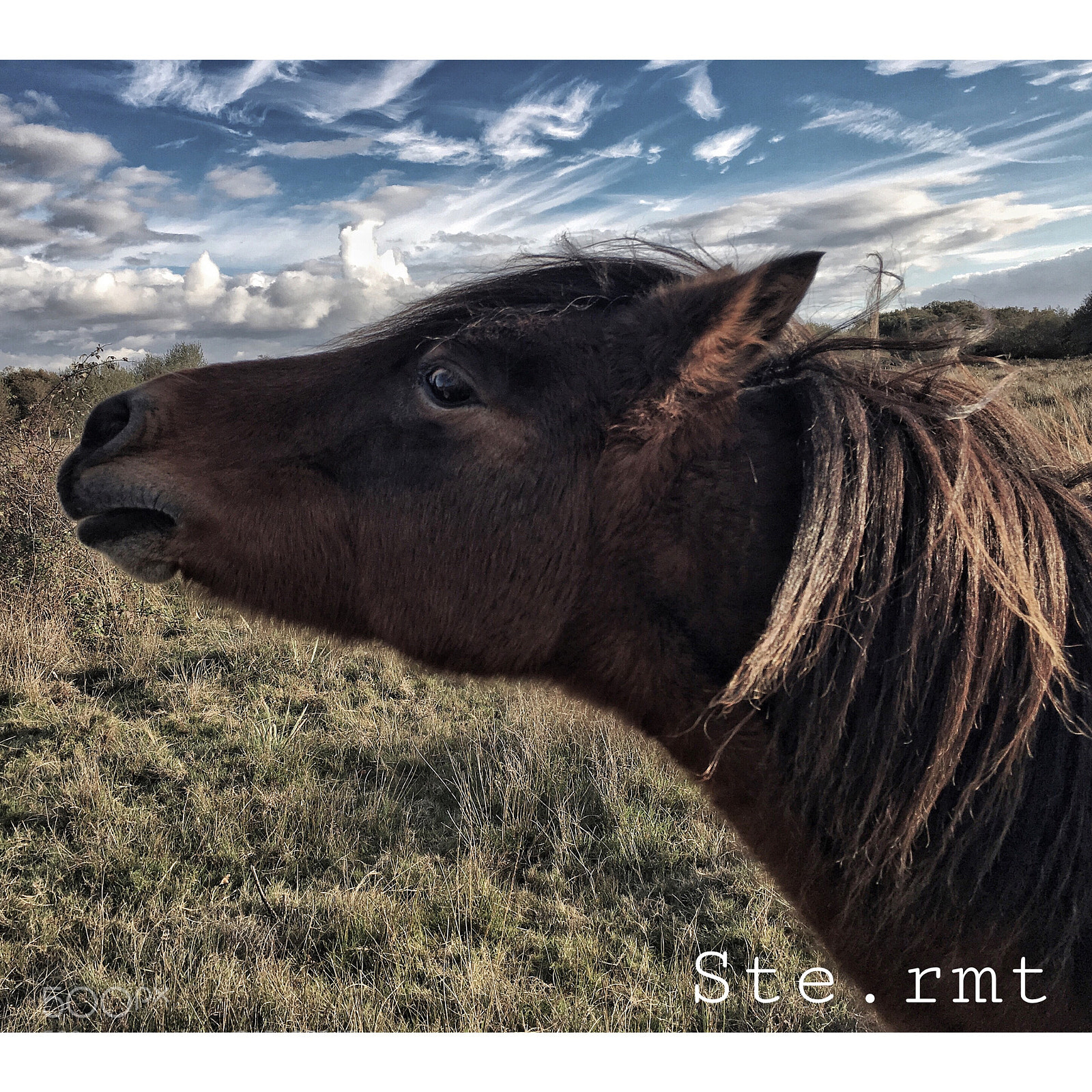 Apple iPhone 6s sample photo. [ petit poney’s] photography