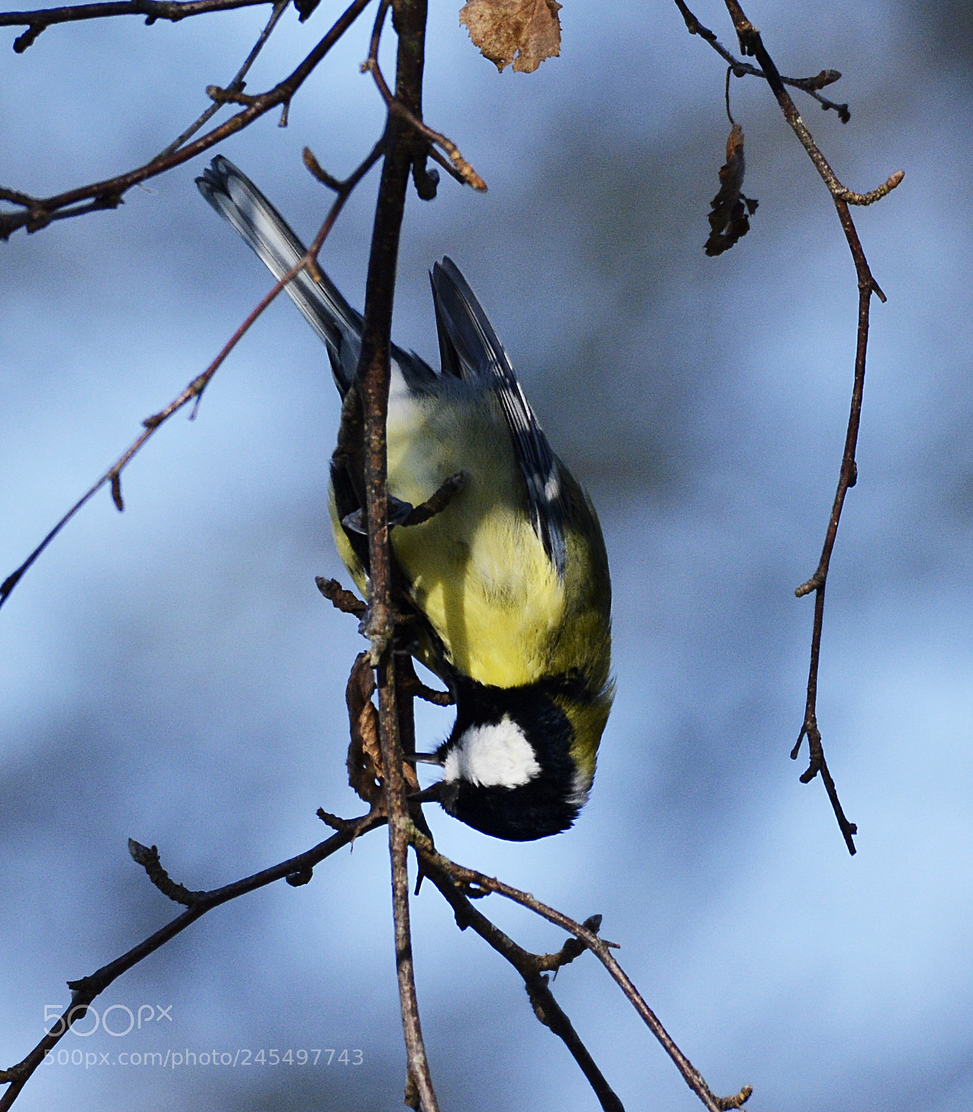 Nikon D7100 sample photo. Great tit photography